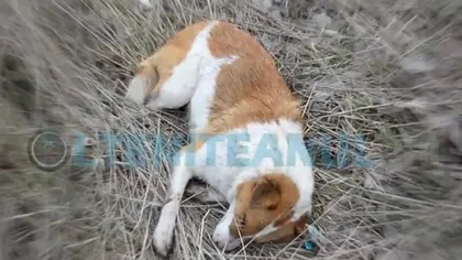 Cruzime fără limite. Zeci de câini au fost găsiţi ÎMPUŞCAŢI pe marginea unui drum din Călăraşi VIDEO