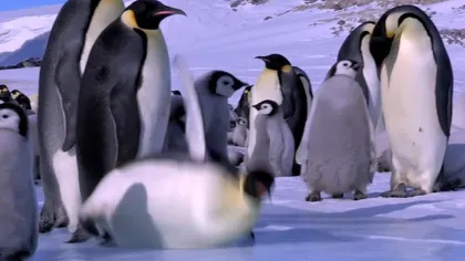 Pinguinii sunt o specie de păsări neîndemânatice VIDEO