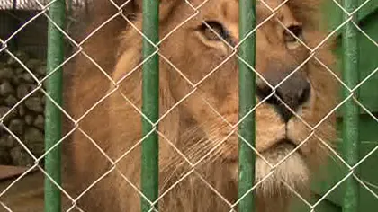 Leii confiscaţi de pe proprietatea lui Nuţu Cămătaru nu pot fi relocaţi în Africa de Sud