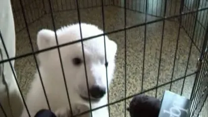 Luna, puiul de urs polar de la Zoo Buffalo din New York, a ţinut conferinţă de presă VIDEO