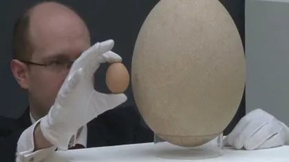 Cel mai mare ou din lume aparţine unei păsări-elefant VIDEO