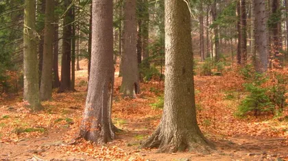 Codul Silvic: Accesul comercianţilor în pădure va fi interzis, furtul de lemn sancţionat penal