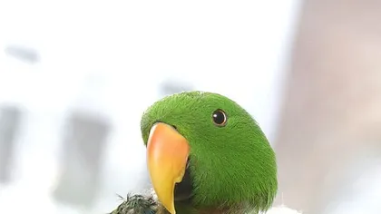 Cel mai drăguţ papagal: Îmbrăcat cu pulover după ce şi-a pierdut penele FOTO