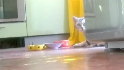O pisică timidă: Ce face o felină ruşinoasă VIDEO