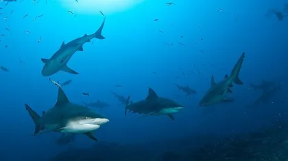 Ciudăţeniile naturii: Un pescar a descoperit un pui de rechin cu două capete, în Florida