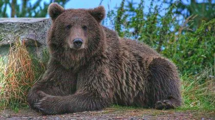 Bărbat atacat de urs la Cavnic, Maramureş