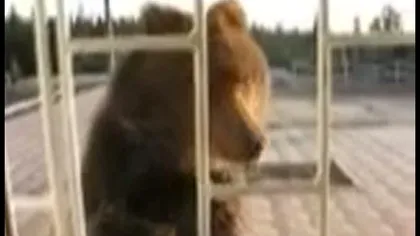 Peripeţii într-o gară din Rusia: Un urs a vrut să aştepte trenul în salonul pasagerilor VIDEO
