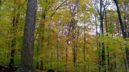 Cum arată 15 luni din viaţa unei păduri, în doar 3 minute VIDEO