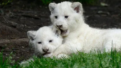 Trei pui de leu alb, noile vedete adorabile de la o grădină zoologică din Franţa FOTO