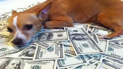 Un câine din Belarus a moştenit un MILION de dolari. Vezi ce va face câinele cu banii
