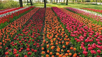 Cea mai mare grădină din lume: Are peste 7 milioane de flori FOTO