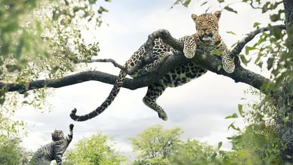 Aventurile unei pisici domestice în Africa: Aleargă zebrele şi se alintă cu leii FOTO