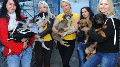 Soarta dureroasă a câinilor din adăposturile din România, în atenţia jurnaliştilor britanici