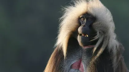Inedit: Ascultă maimuţele cu VOCE UMANĂ şi vezi la ce concluzie au ajuns oamenii de ştiinţă VIDEO