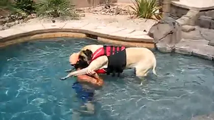 Cum învaţă să înoate un câine gigantic VIDEO