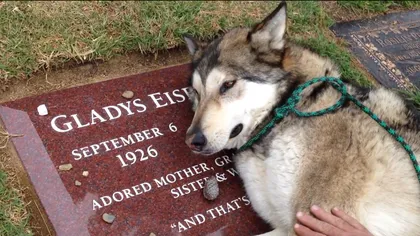 Înduioşător: Cum plânge un câine la mormântul STĂPÂNEI sale VIDEO