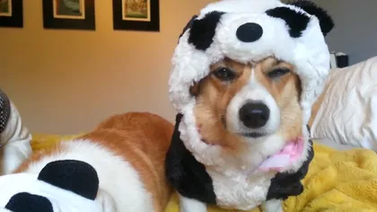 Cum reacţionează un căţel atunci când este îmbrăcat în...panda VIDEO