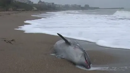 Trei delfini morţi, găsiţi pe plaja din Constanţa, în ultimele zile