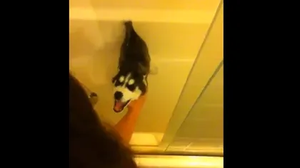 Cum reacţionează un căţeluş care urăşte să facă baie VIDEO