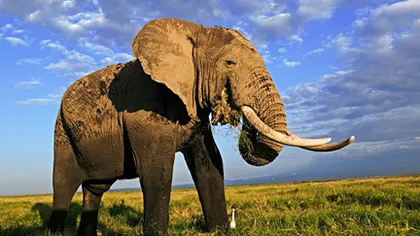Stare de război în Ciad pentru a proteja de braconieri ultimii elefanţi