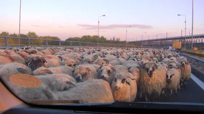 Protest inedit în Maramureş. DN 18 a fost blocat cu oi
