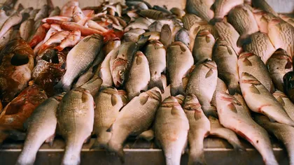 10.000 de kg de peşte şi 1.000 de kg de icre, fără acte de provenienţă, descoperite de poliţişti