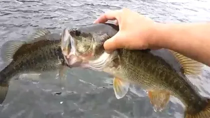 A rămas şocat. Ce a găsit un pescar în gura unui peşte VIDEO