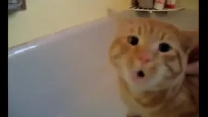 Pisică sau DEMON? Cum reacţionează o felină când nu vrea să facă baie VIDEO