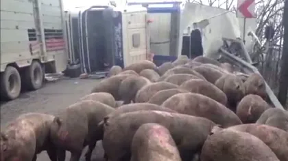 Un TIR care transporta peste 100 de porci s-a răsturnat pe DN 7, în Argeş VIDEO