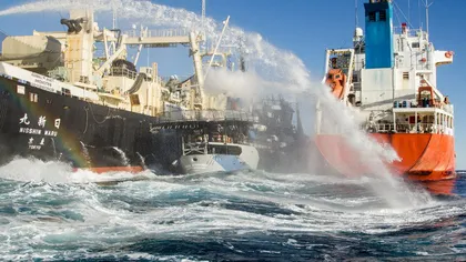 Japonia, obligată de Curtea Internaţională de Justiţie să oprească vânătoarea de balene