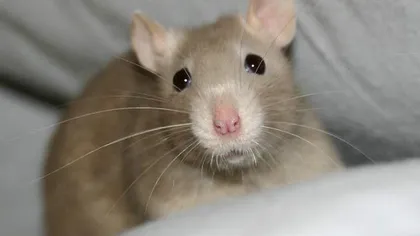 Oamenii de ştiinţă au identificat cum se orientează şobolanii în spaţiu