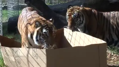 Marile feline sunt tot nişte pisicuţe: Lei şi tigri pasionaţi de...cutii VIDEO