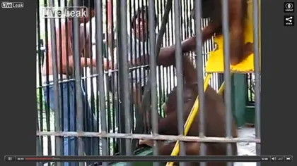 Urangutanul-hoţoman: A atacat un vizitator pentru a-i lua tricoul VIDEO
