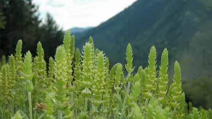 Viagra bulgară: O plantă protejată, care creşte în Munţii Rodopi, vindecă impotenţa masculină