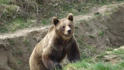 Stână atacată de urs. Autorităţile spun că sunt depăşite de situaţie