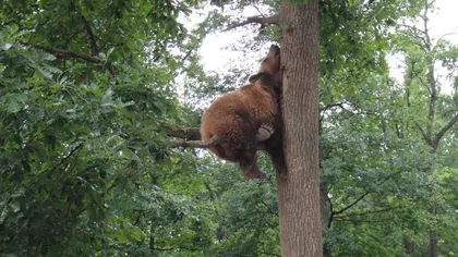 Fotografia zilei: Ursul prăbuşit... în copac FOTO