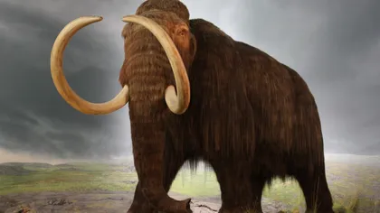 Oasele unui mare animal preistoric, descoperite întâmplător în Covasna