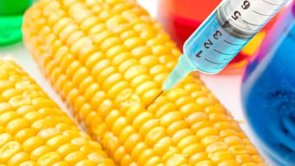 Monsanto a renunţat la cultivarea porumbului modificat genetic în aproape toată Europa