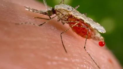 Ţânţarii anofeli pot fi imunizaţi împotriva parazitului care provoacă malaria