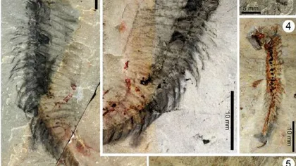 O fosilă preistorică, cu cleşti în formă de foarfecă, denumită în onoarea actorului Johnny Depp