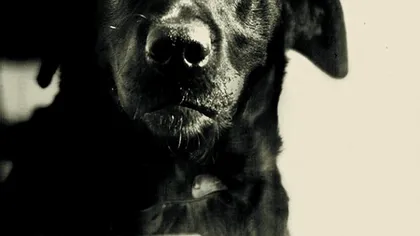 Povestea emoţionantă a câinelui condamnat la închisoare pe viaţă FOTO