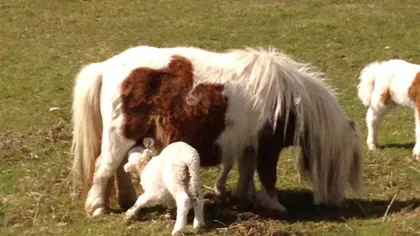Emoţionant: Un ponei a adoptat un miel orfan FOTO