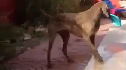 Un câine cu DILEME face furori pe internet: Vrea să ajungă la JUCĂRIE, dar nu vrea să se UDE VIDEO