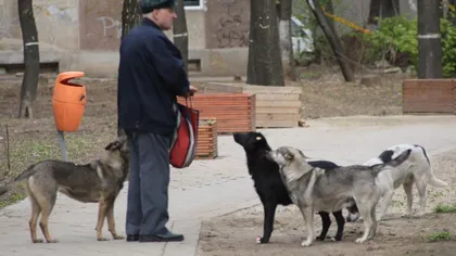 HARTA atacurilor câinilor fără stăpân în Bucureşti. Care sunt cele mai periculoase zone din Capitală
