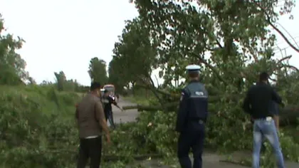 Drum Naţional BLOCAT în urma unei vijelii. Un copac a căzut pe carosabil VIDEO