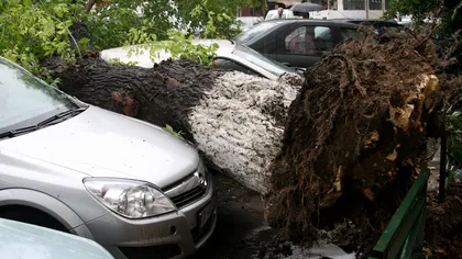 Un copac s-a prăbuşit peste o maşină din Bucureşti