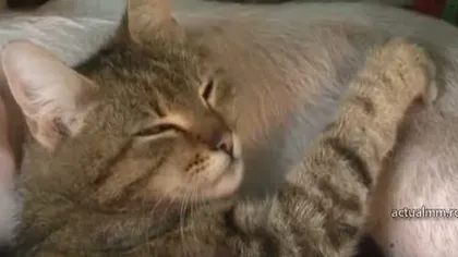 O pisică din Maramureş a adoptat un animal ORFAN. Tot satul a venit să vadă MINUNEA VIDEO