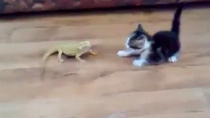 Cum reacţionează o pisică când vede prima dată o şopârlă VIDEO FUNNY