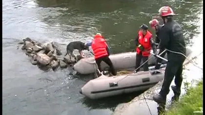 Un câine, rămas izolat în mijlocul unui râu, salvat de pompieri VIDEO