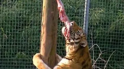 Tânără de 24 de ani, sfâşiată de un tigru la grădina zoologică